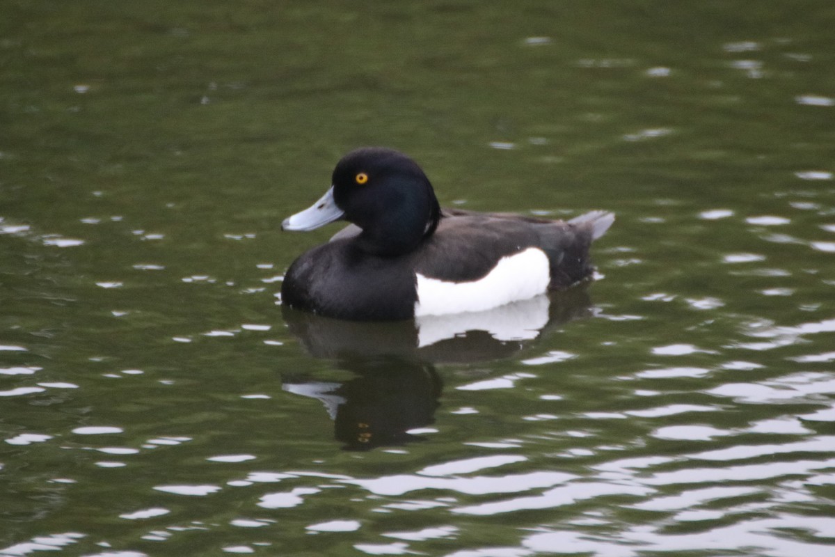 Tufted Duck - ML621133716