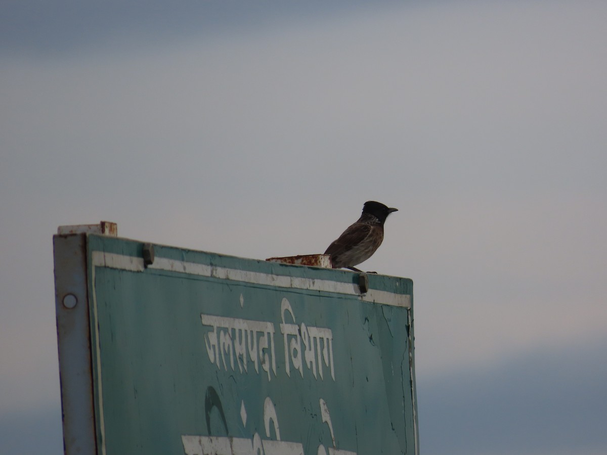 Red-vented Bulbul - ML621133721