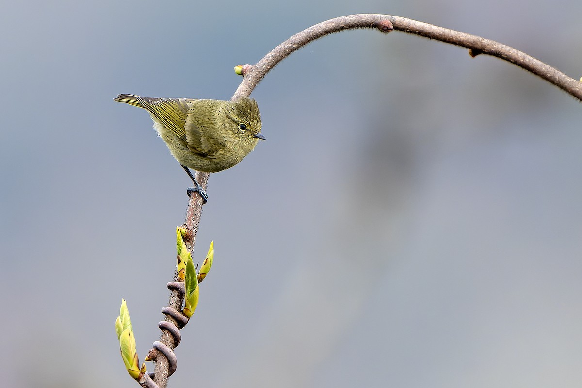 Yellow-browed Tit - Daniel López-Velasco | Ornis Birding Expeditions
