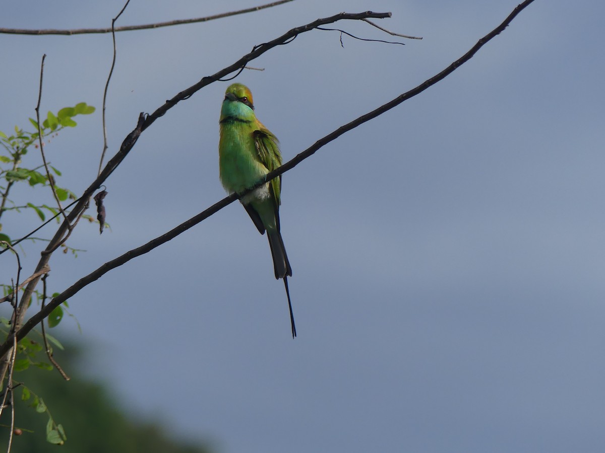 Asian Green Bee-eater - ML621133733