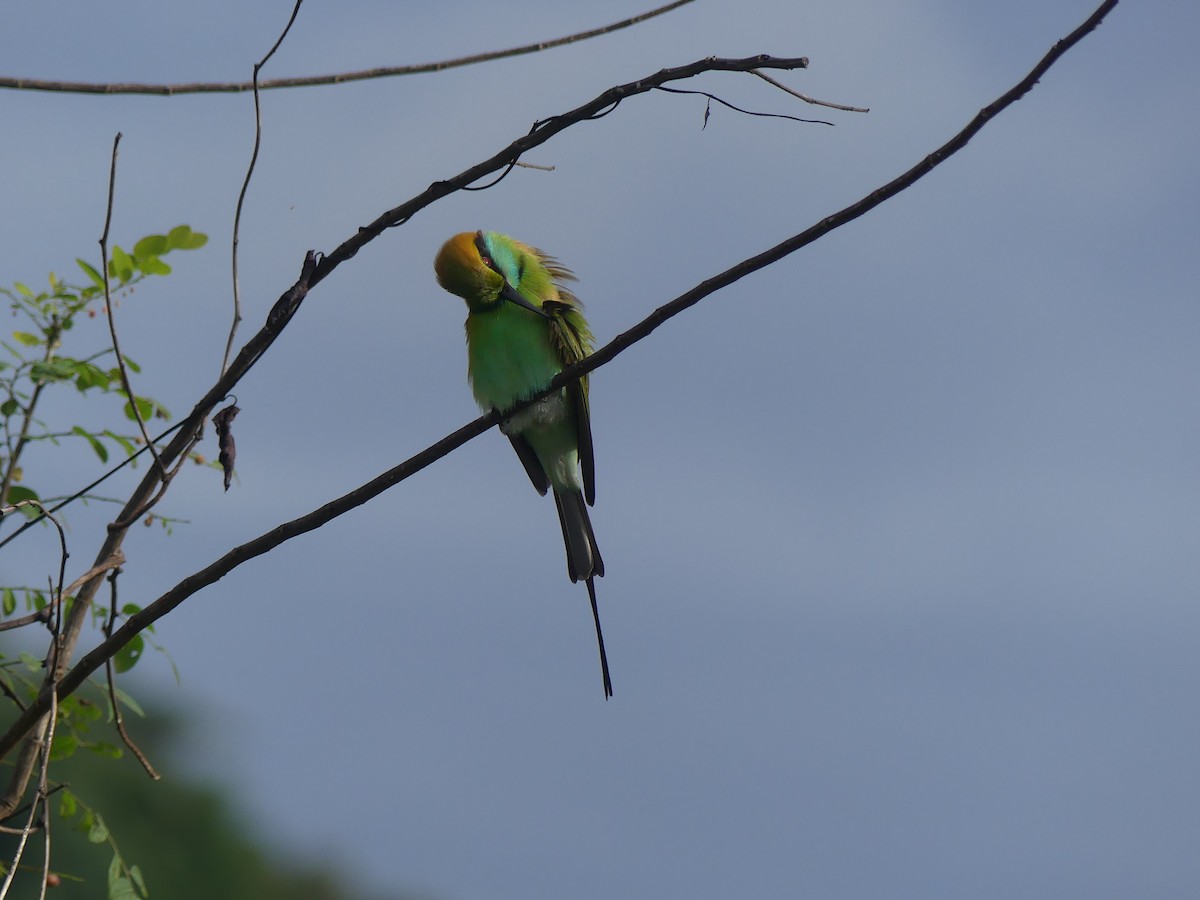 Asian Green Bee-eater - ML621133734