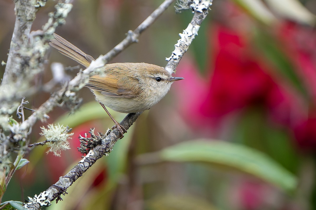 Hume's Bush Warbler - ML621133754