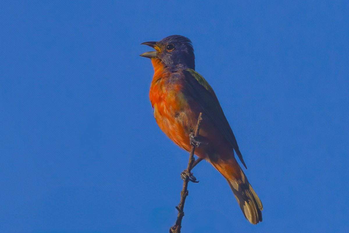 Painted Bunting - ML621133780