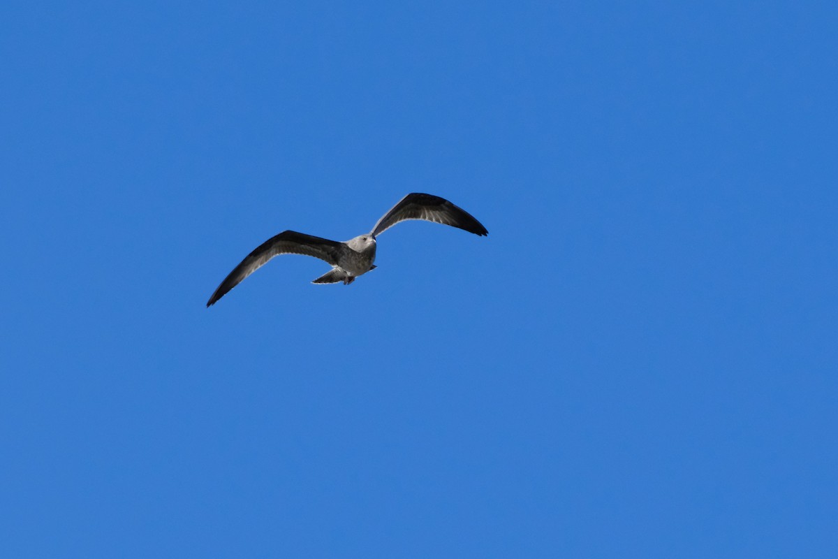 Делавэрская чайка - ML621133788