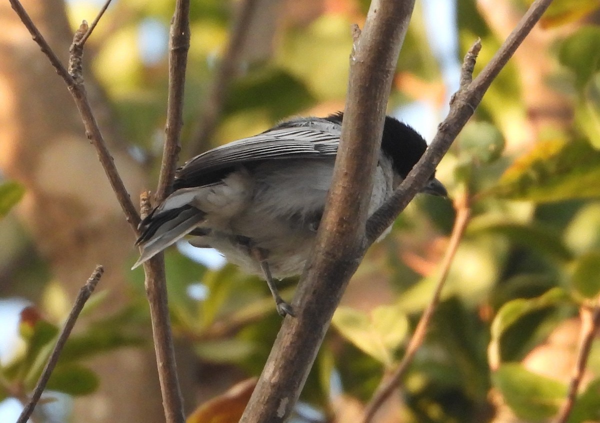 Black-backed Puffback - ML621133794