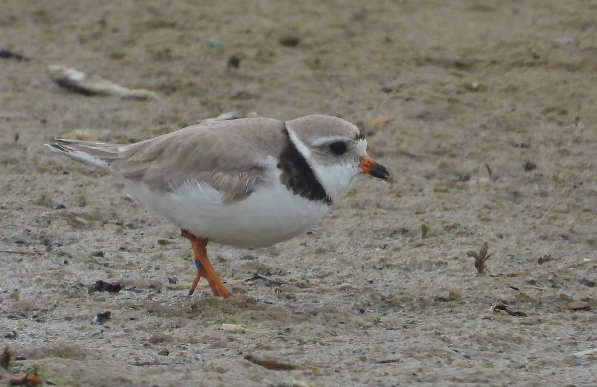 Piping Plover - ML621133835
