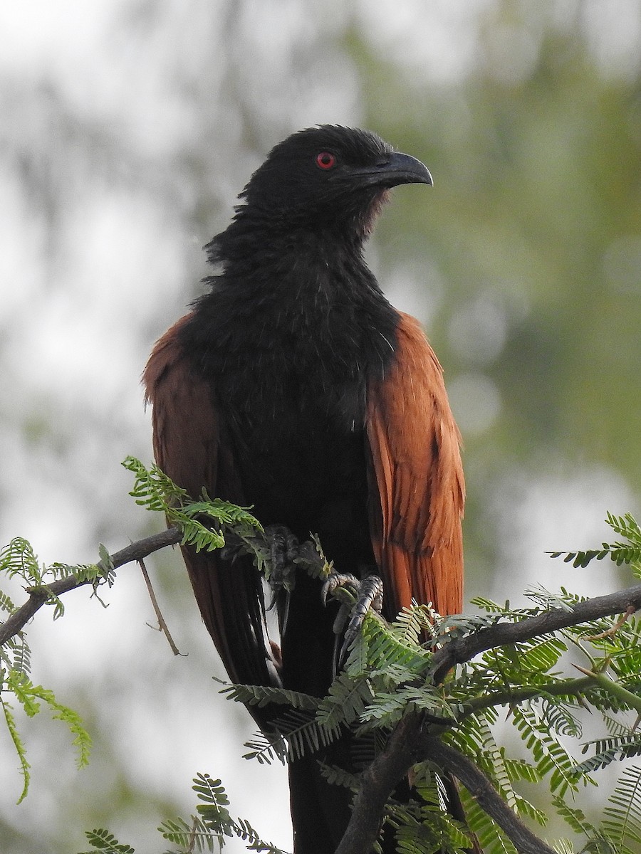 Greater Coucal - ML621133836