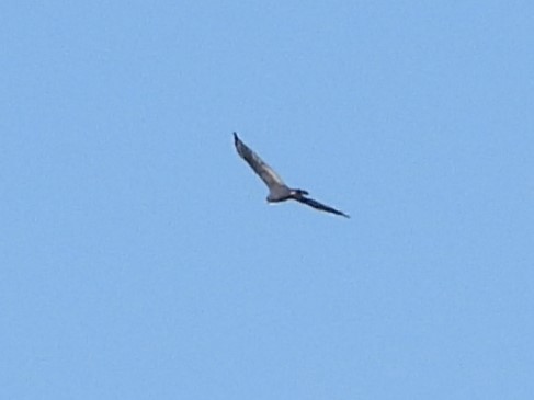Zone-tailed Hawk - ML621133846