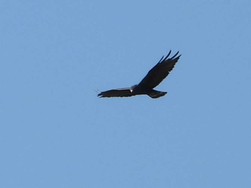 Zone-tailed Hawk - ML621133847