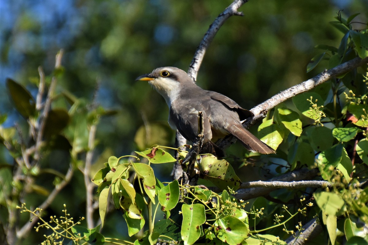 Mangrove Cuckoo - ML621133919