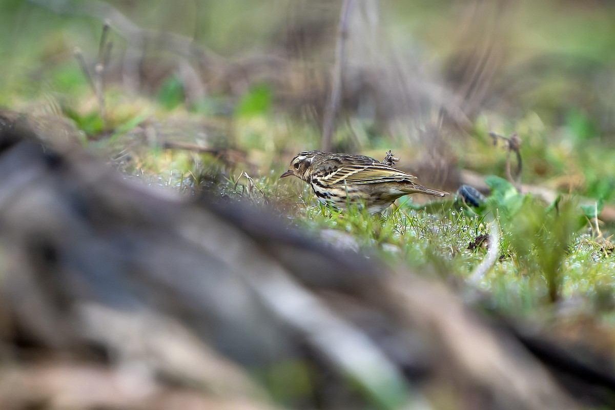 Olive-backed Pipit - ML621133930