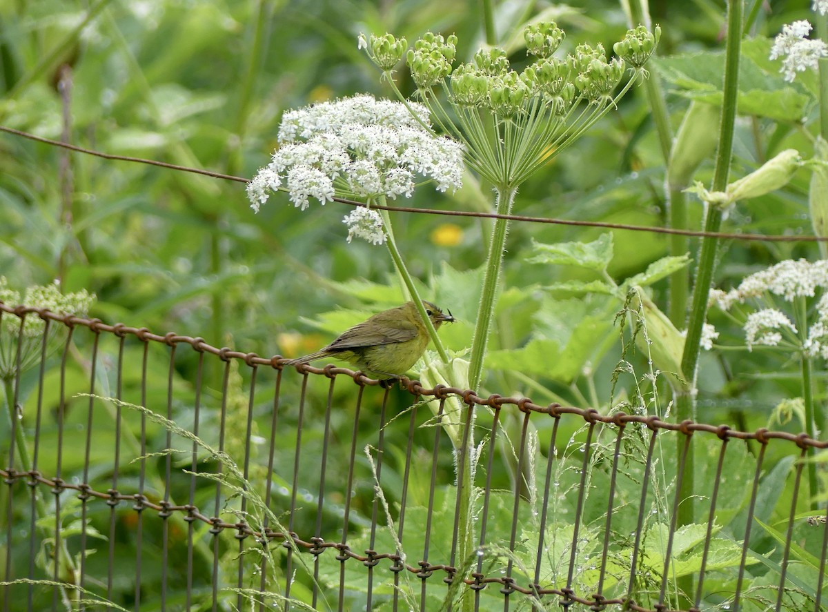 Orange-crowned Warbler - ML621133935