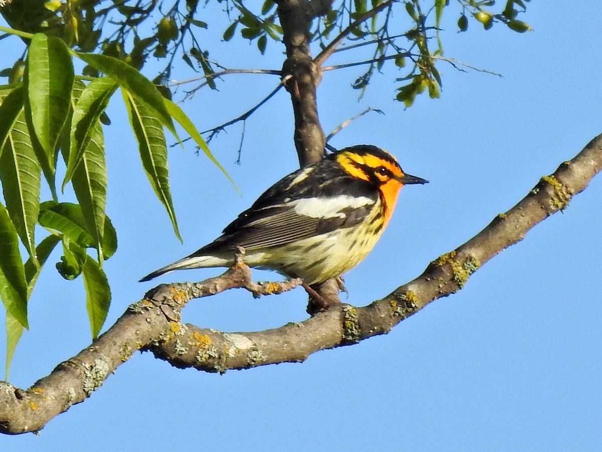 Blackburnian Warbler - ML621133942