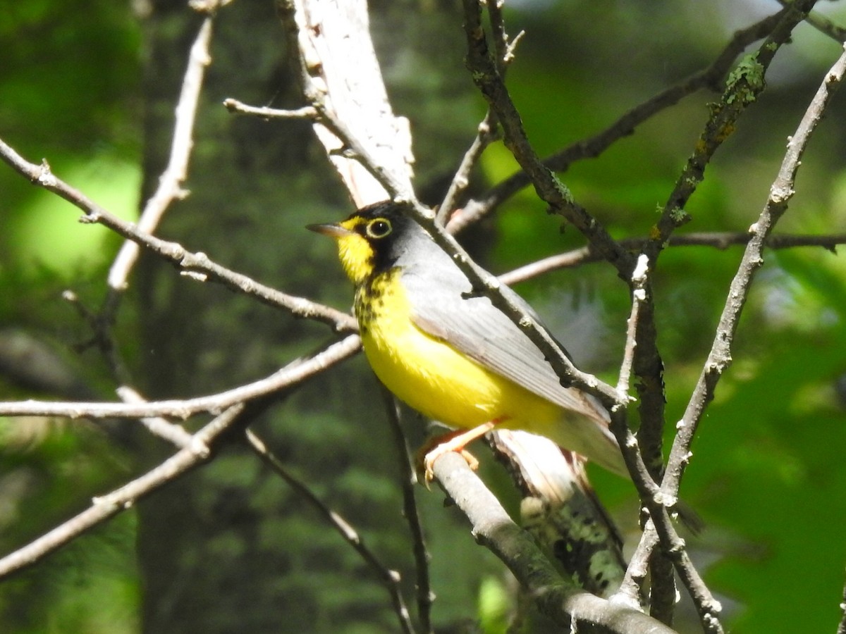 Canada Warbler - ML621133944