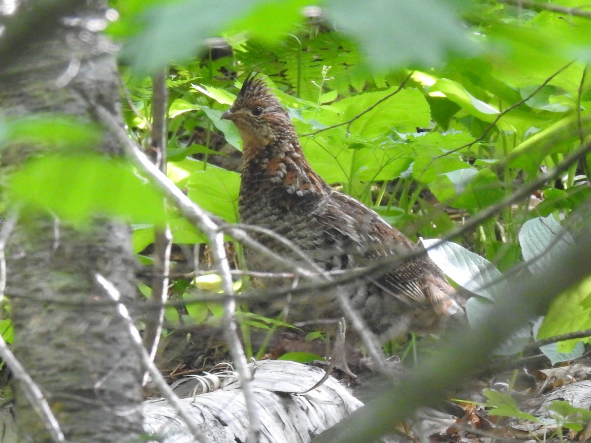 Ruffed Grouse - ML621133952
