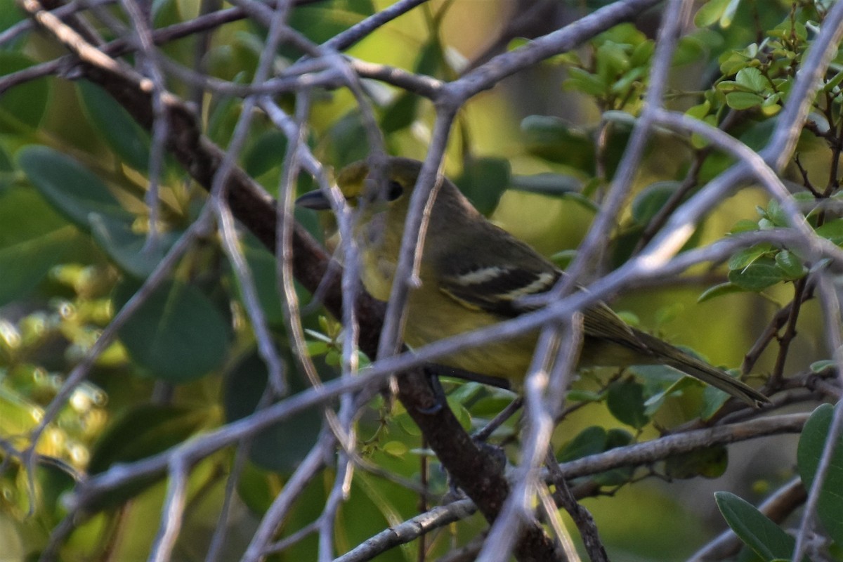 Thick-billed Vireo - ML621133978