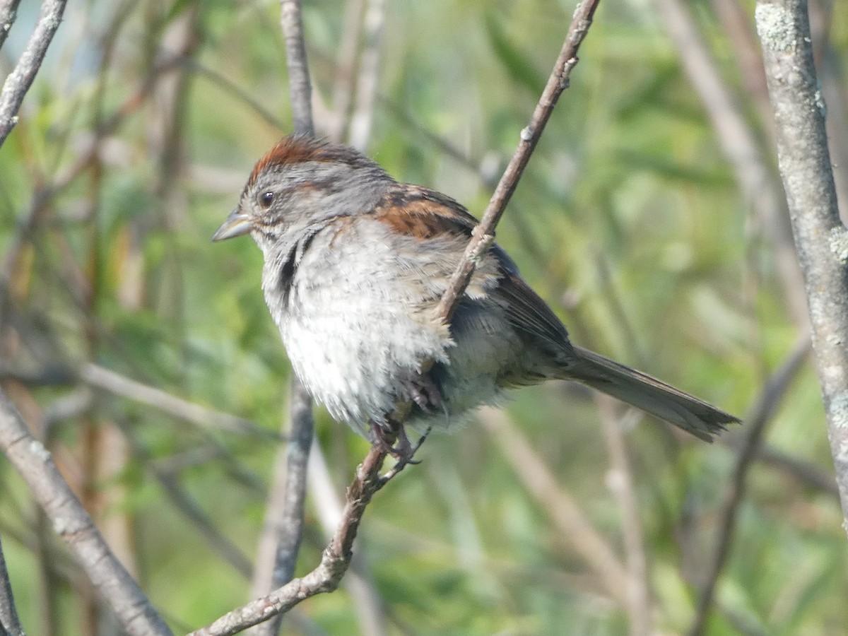 Swamp Sparrow - Thomas Ouchterlony