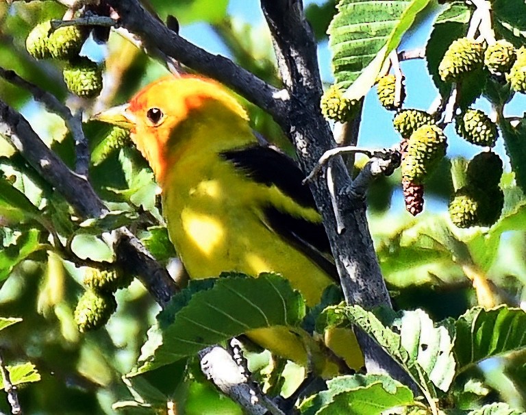 Western Tanager - ML621134065