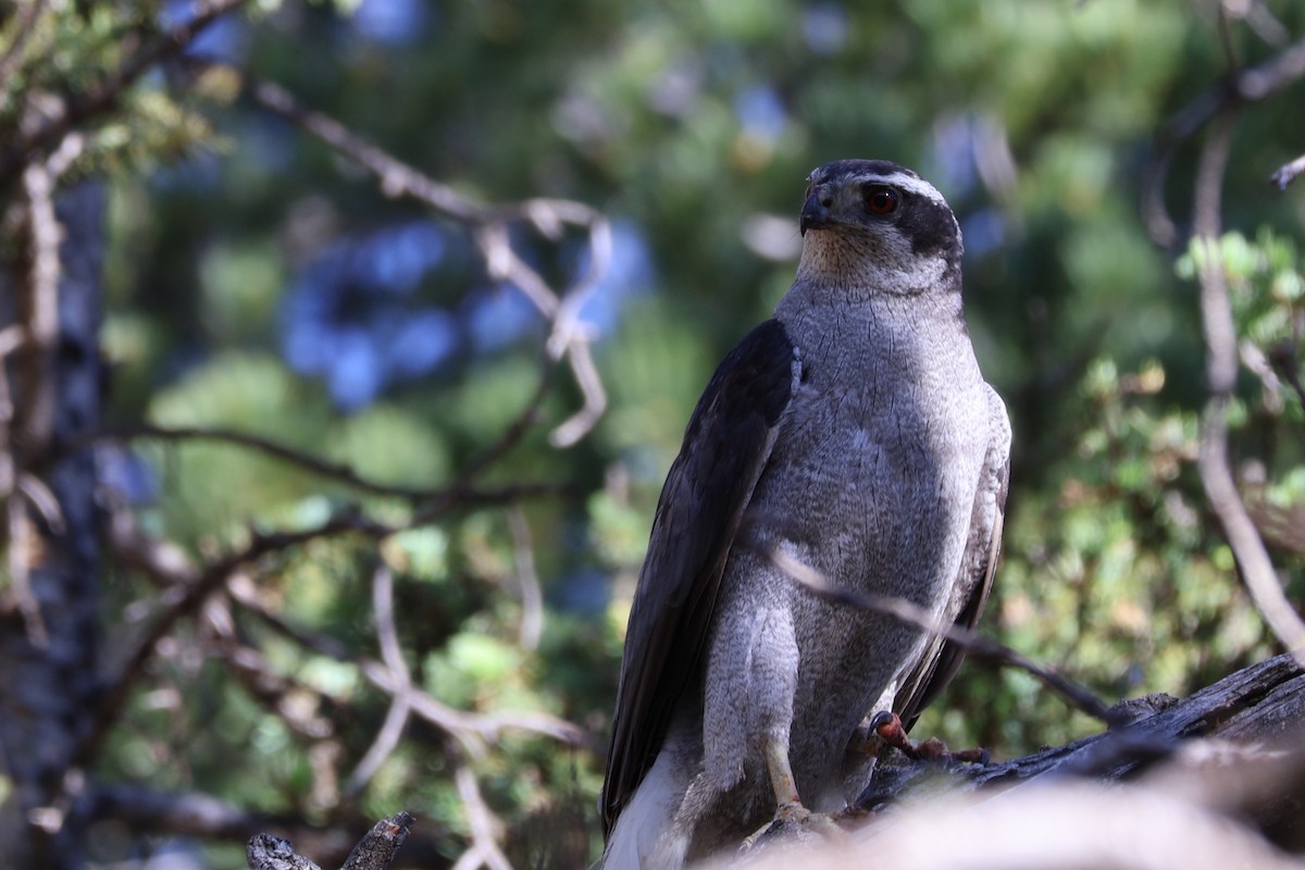 American Goshawk - Scott Shaum