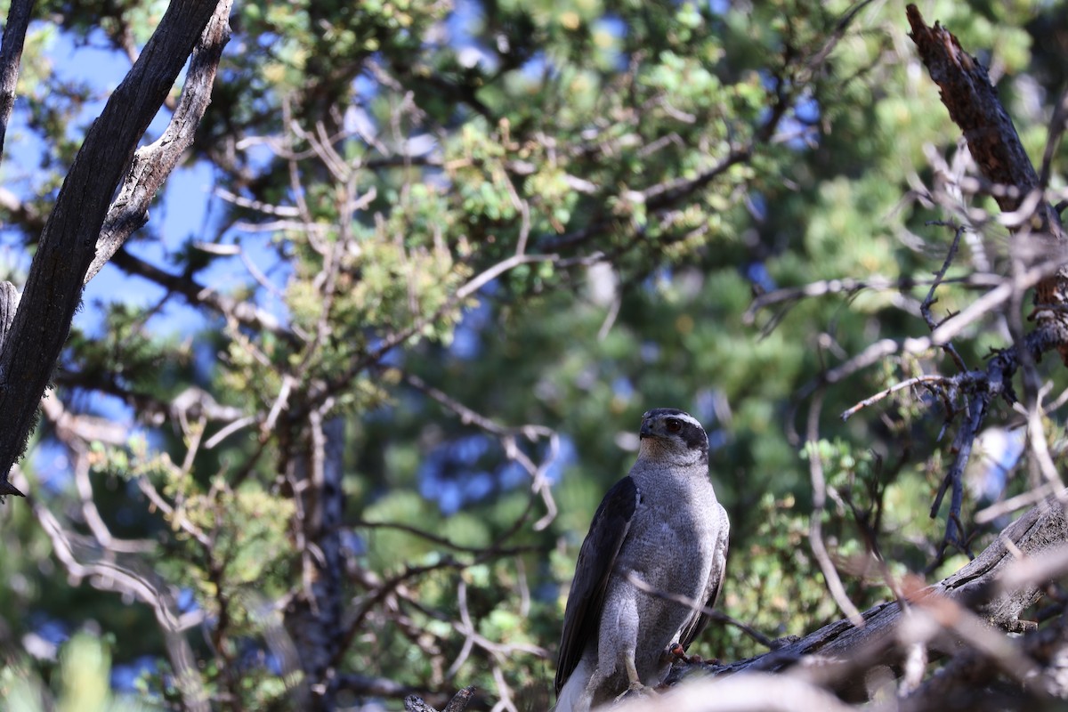 American Goshawk - ML621134072