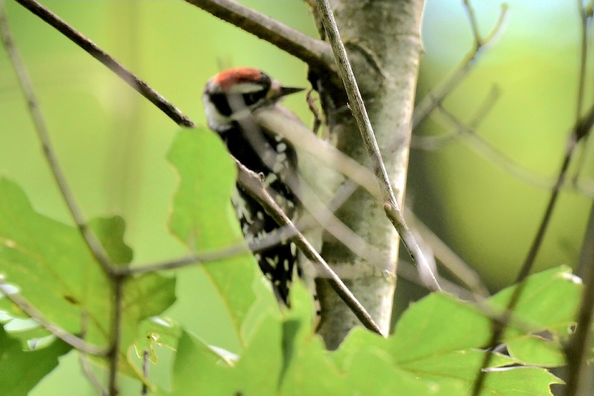 Downy Woodpecker - ML621134074