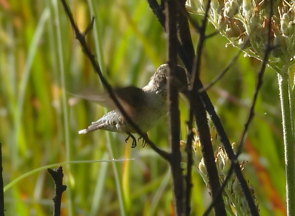 Ruby-throated Hummingbird - ML621134112