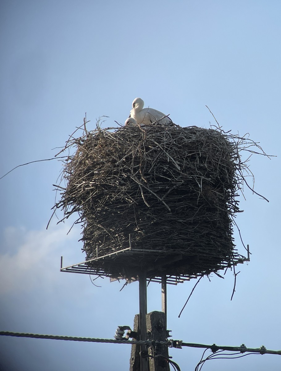 White Stork - ML621134118