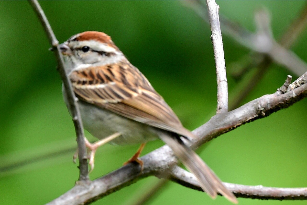 Chipping Sparrow - ML621134120