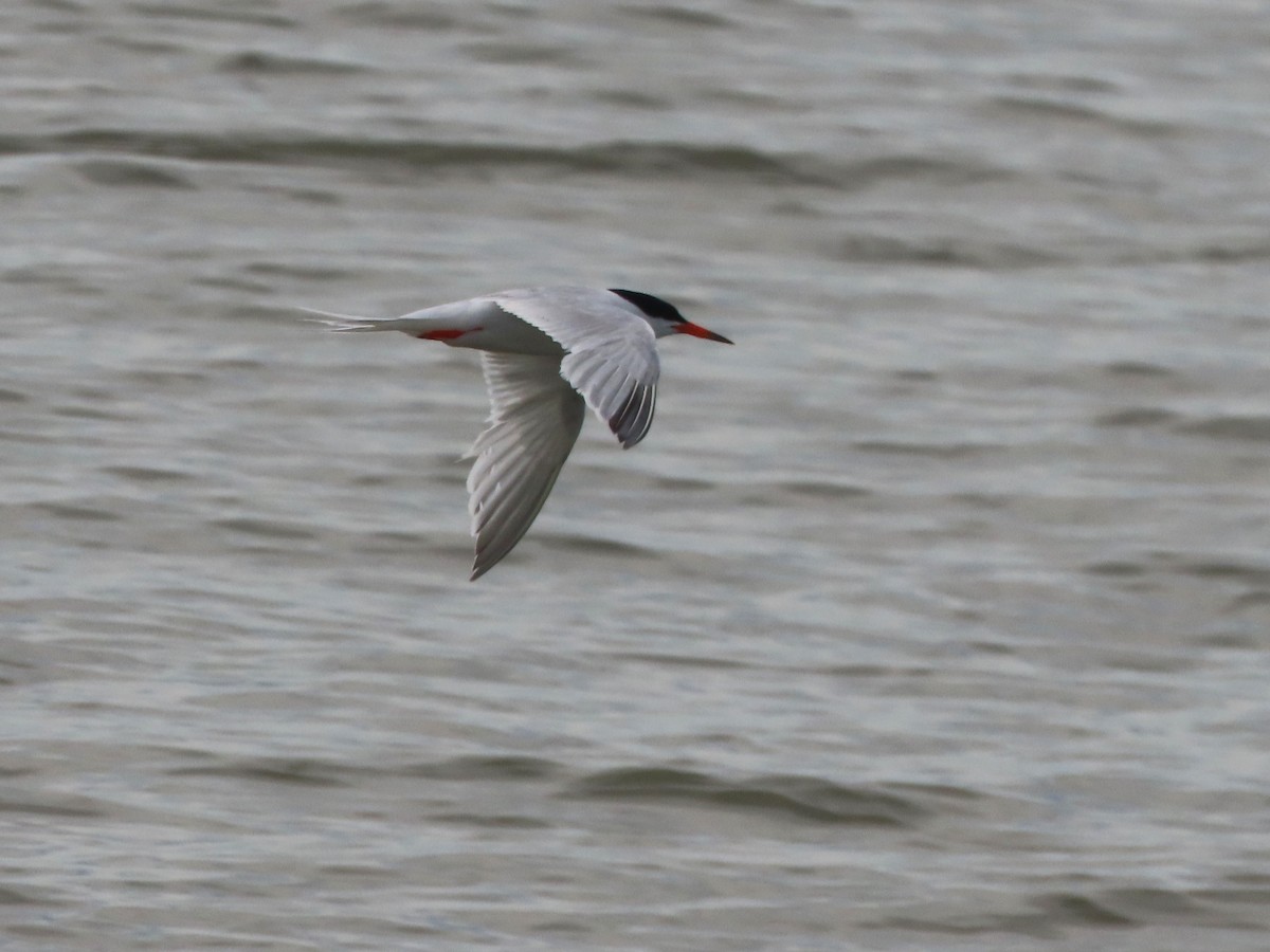 Sterna di Dougall - ML621134124