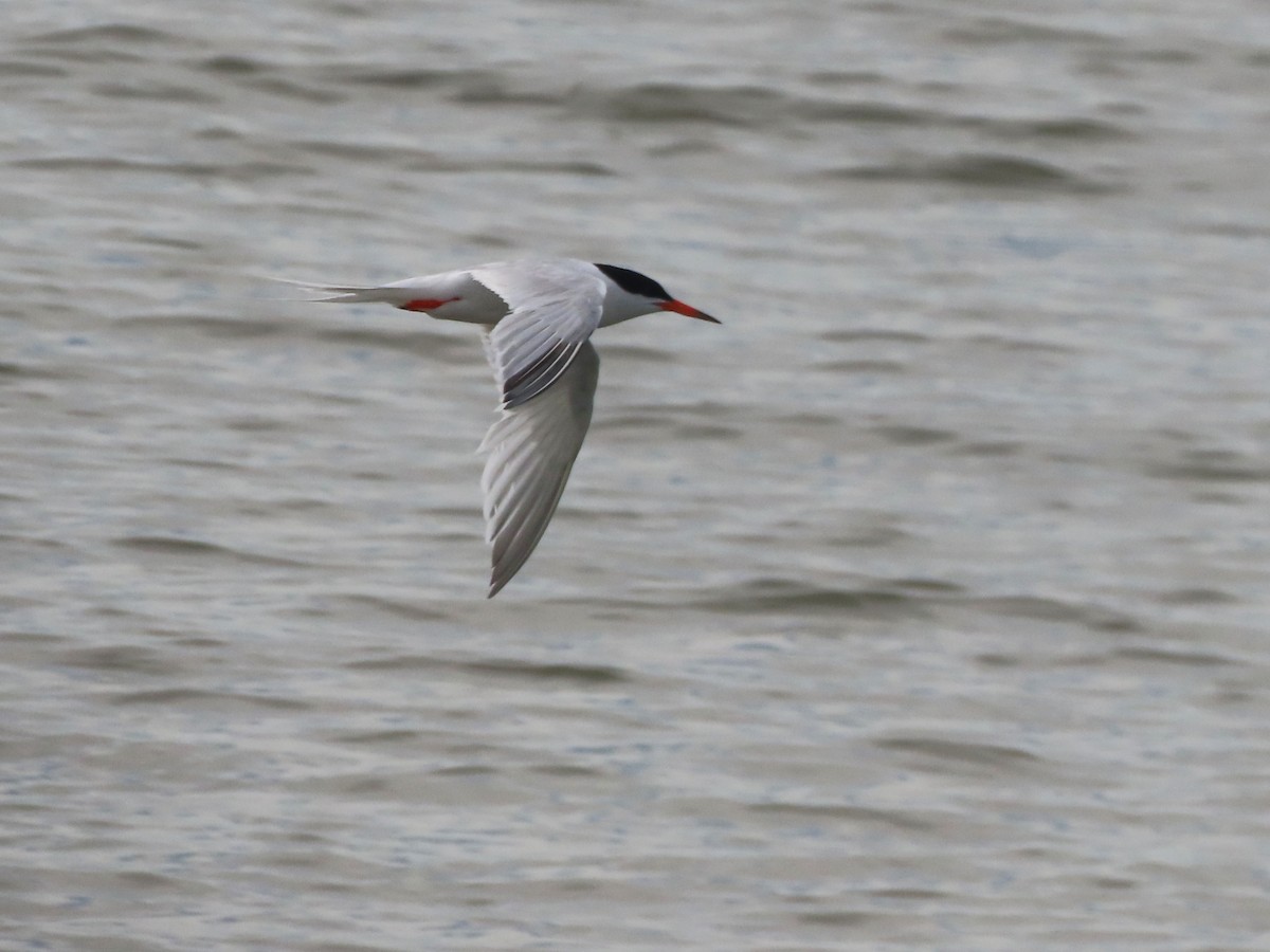Roseate Tern - ML621134125