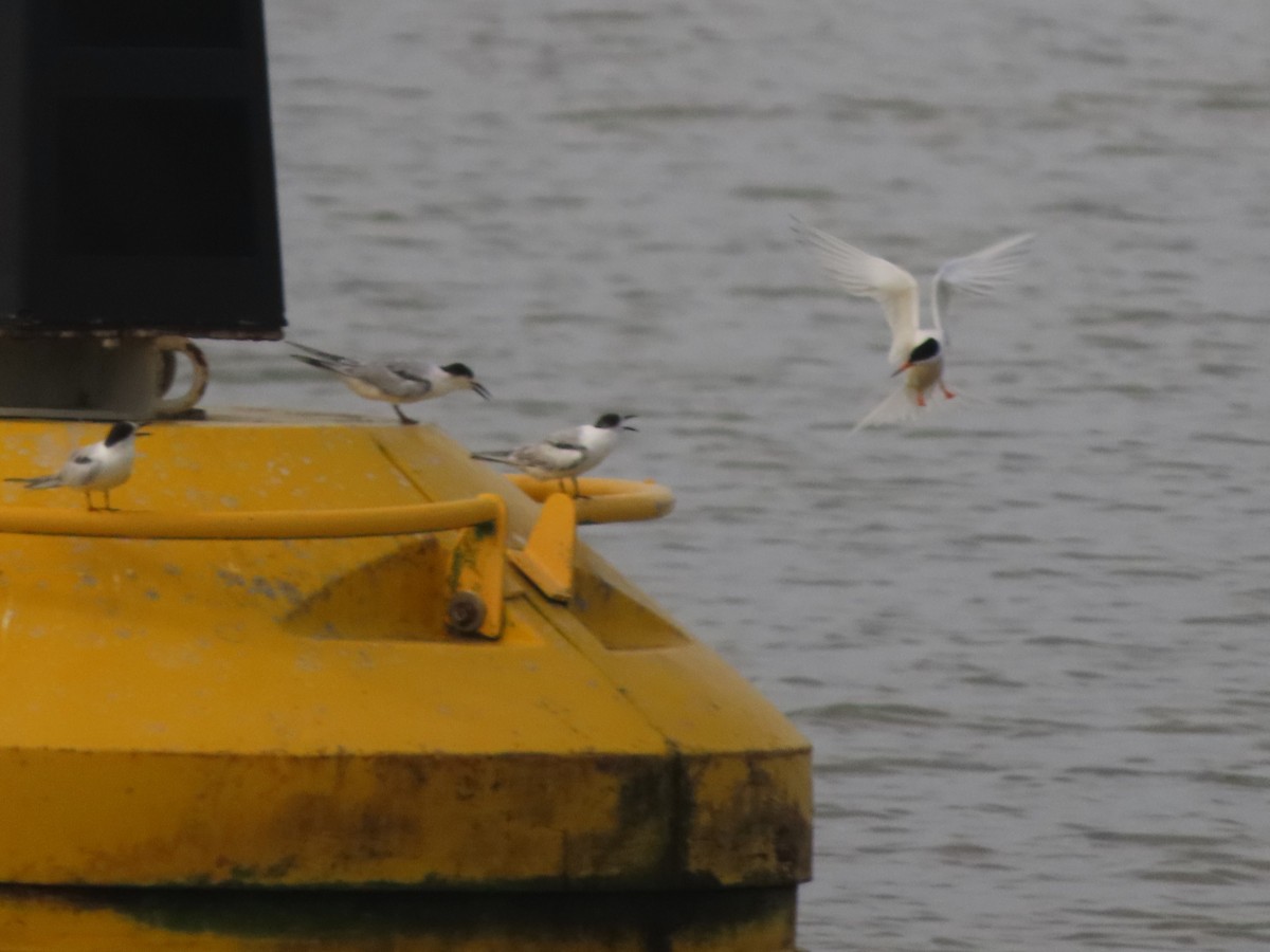 Sterne de Dougall - ML621134129