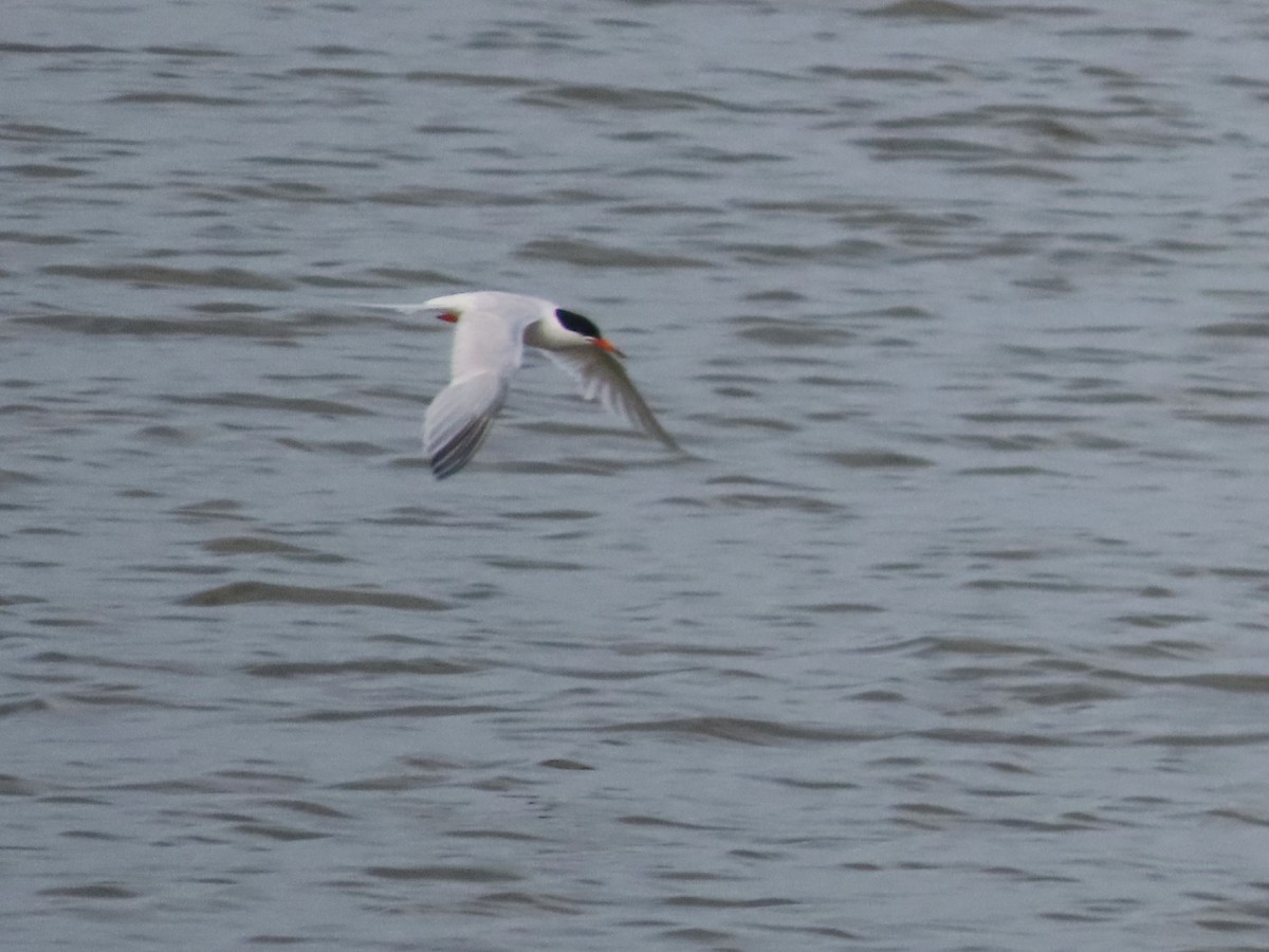 Sterna di Dougall - ML621134130