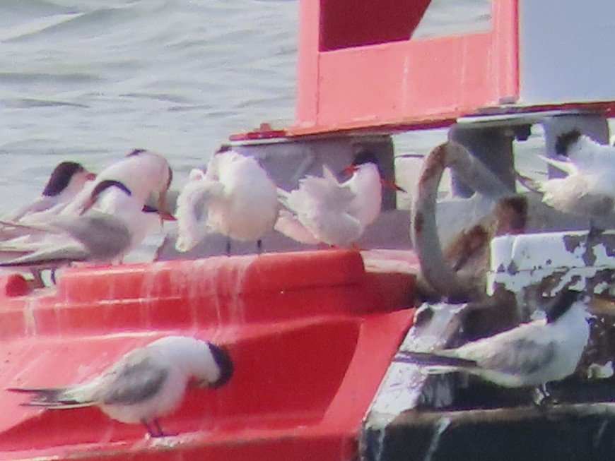 Sterna di Dougall - ML621134133