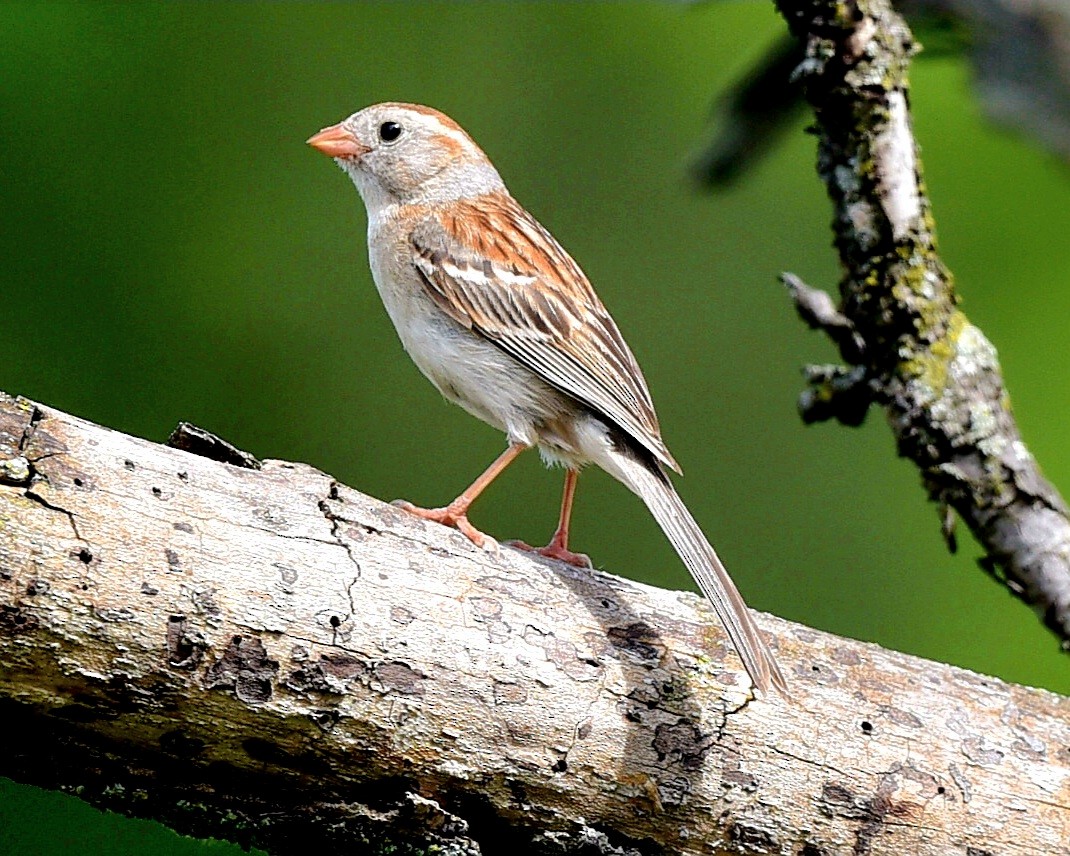 Field Sparrow - Steve Czyzycki