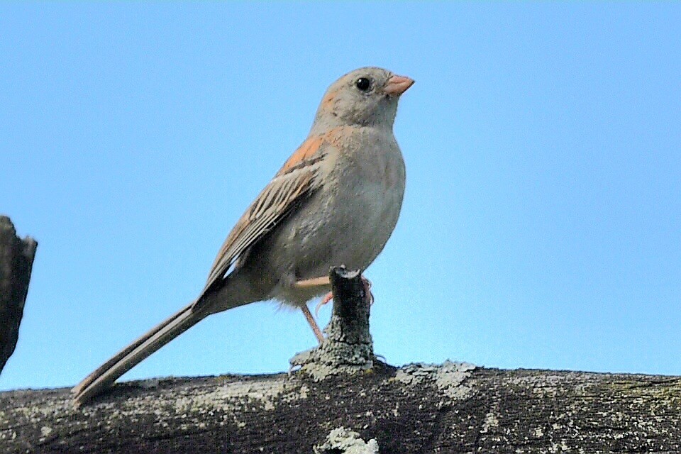 Field Sparrow - ML621134142