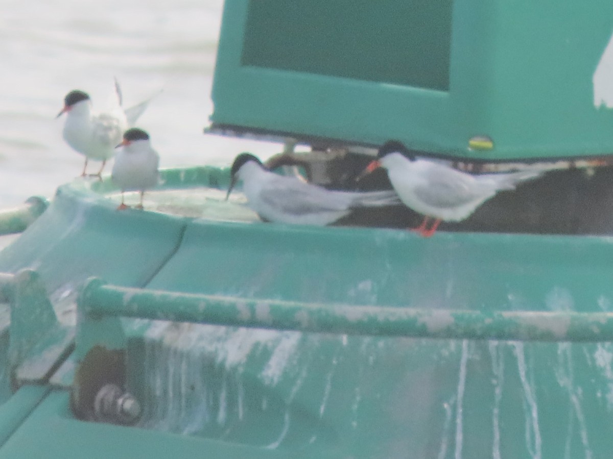 Sterna di Dougall - ML621134144