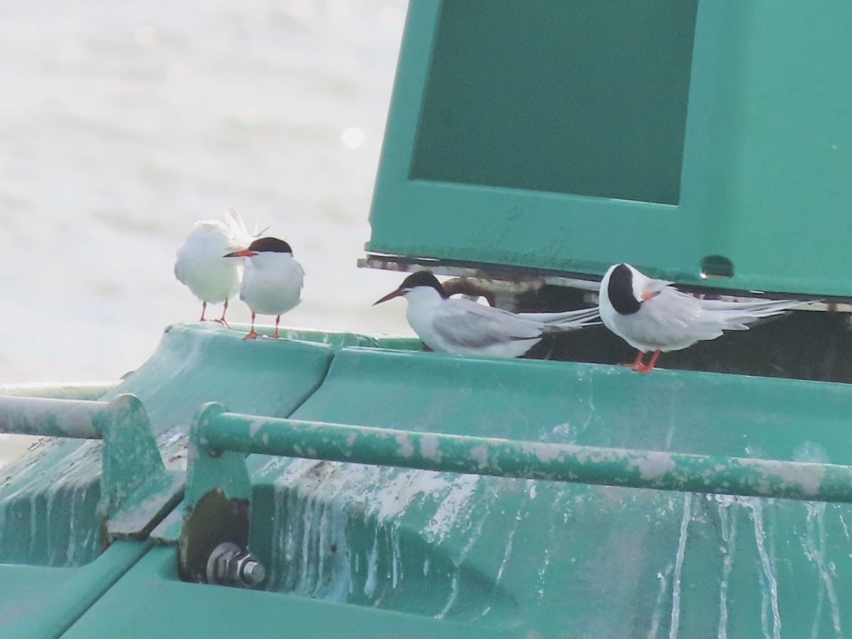 Roseate Tern - ML621134145