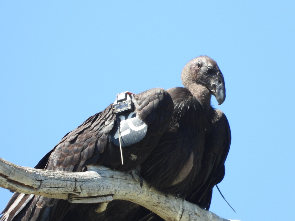 Condor de Californie - ML621134195