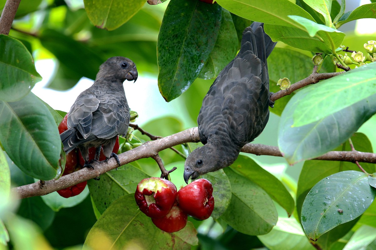 Seychelles Parrot - ML621134202