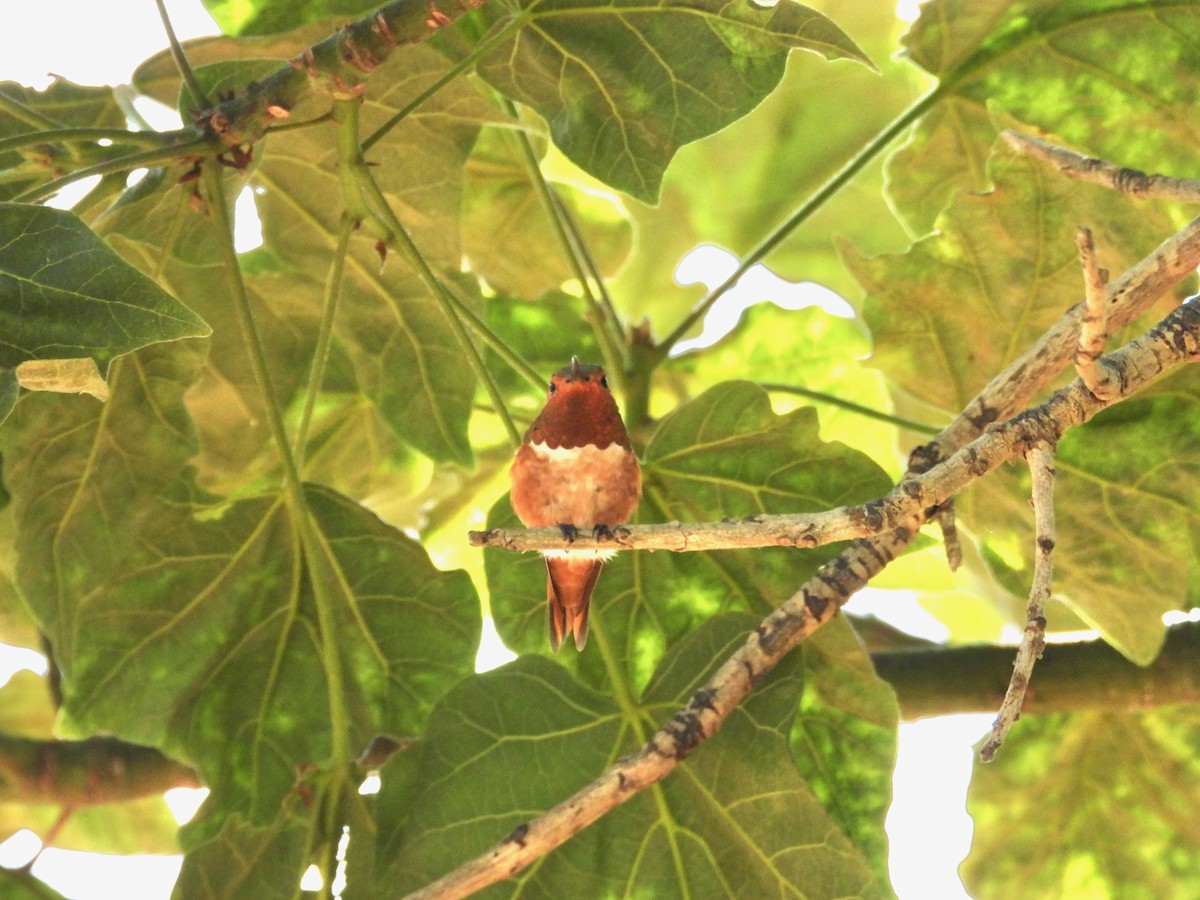 Allen's Hummingbird - ML621134234
