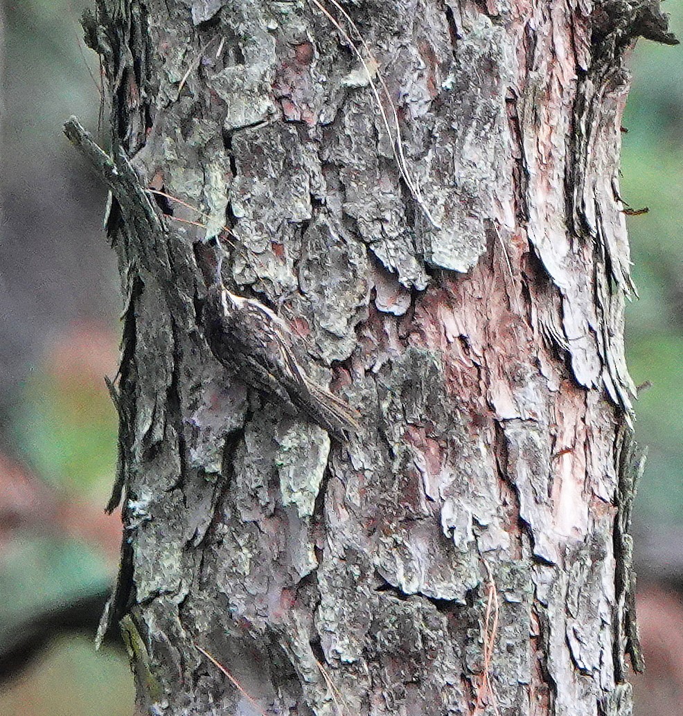 Bar-tailed Treecreeper - ML621134241
