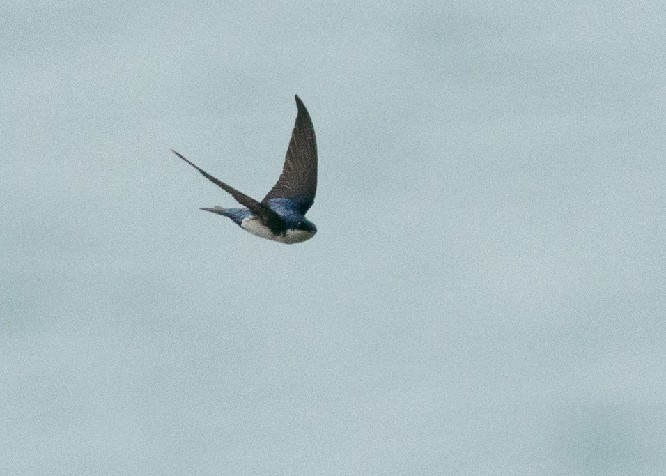 Blue-and-white Swallow - ML621134248