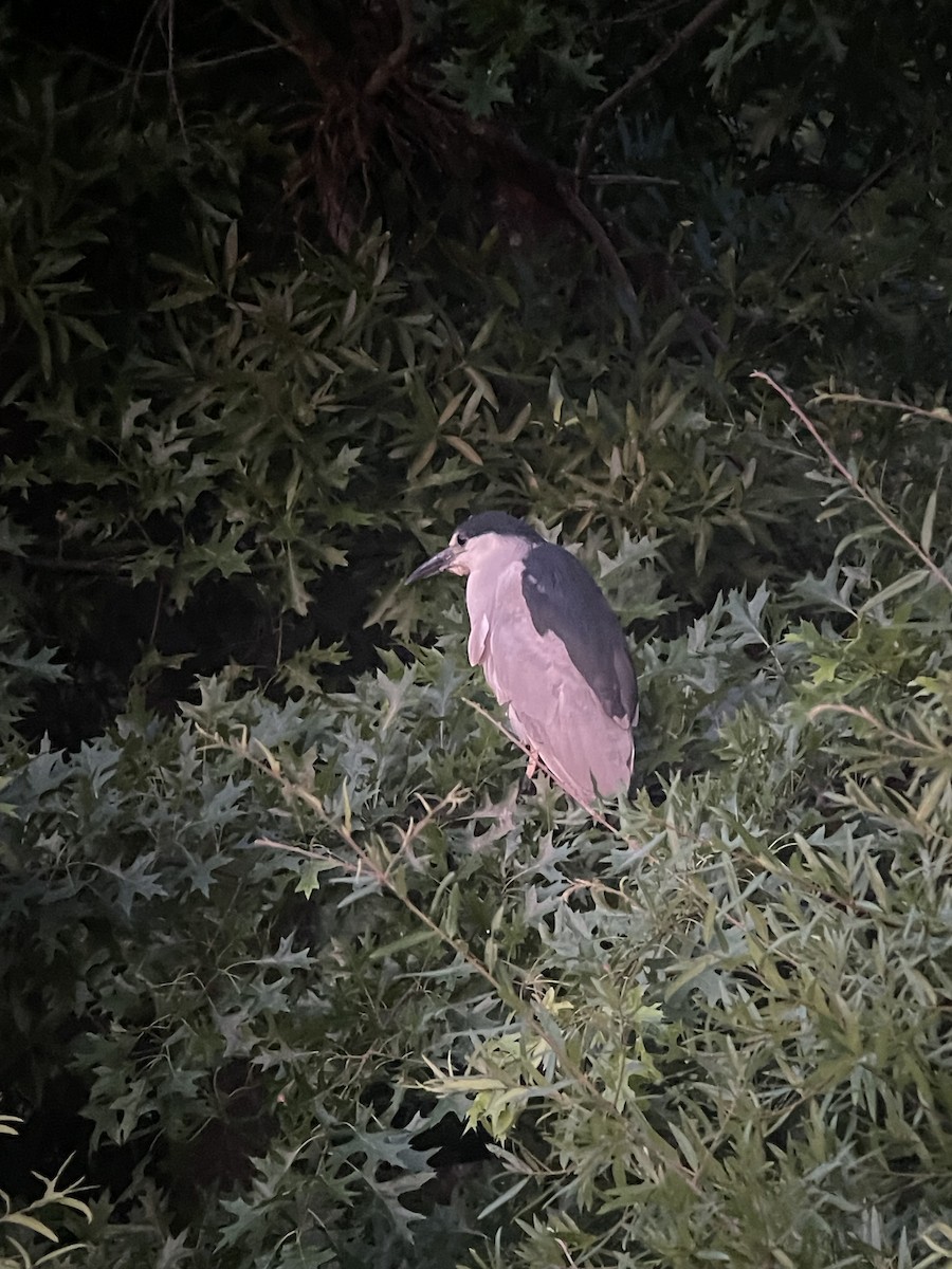 Black-crowned Night Heron - ML621134259