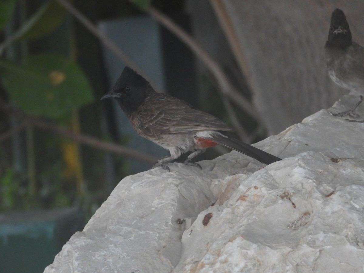 Red-vented Bulbul - ML621134288