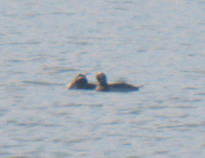 Long-tailed Duck - ML621134295