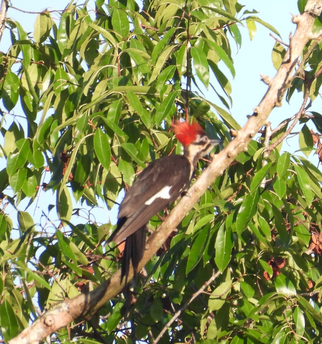 Pileated Woodpecker - ML621134307