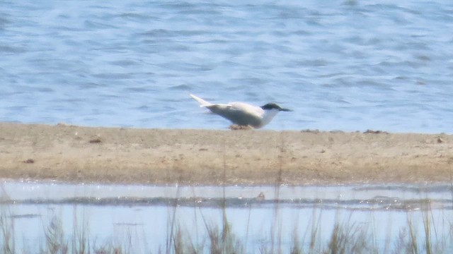 Roseate Tern - ML621134317