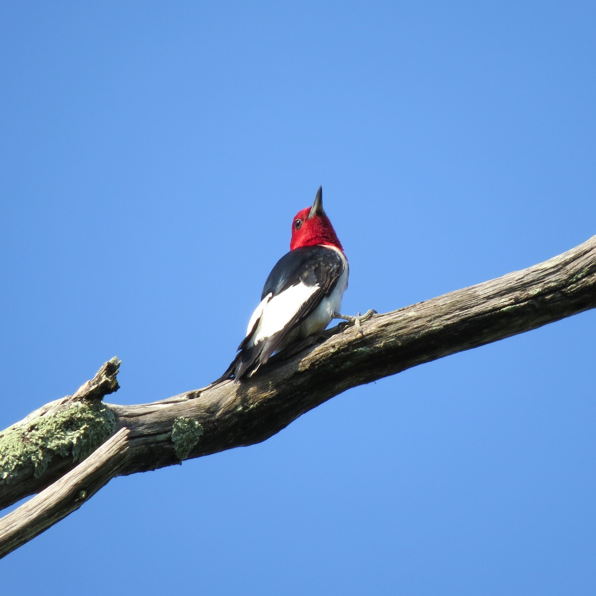 Red-headed Woodpecker - ML621134334