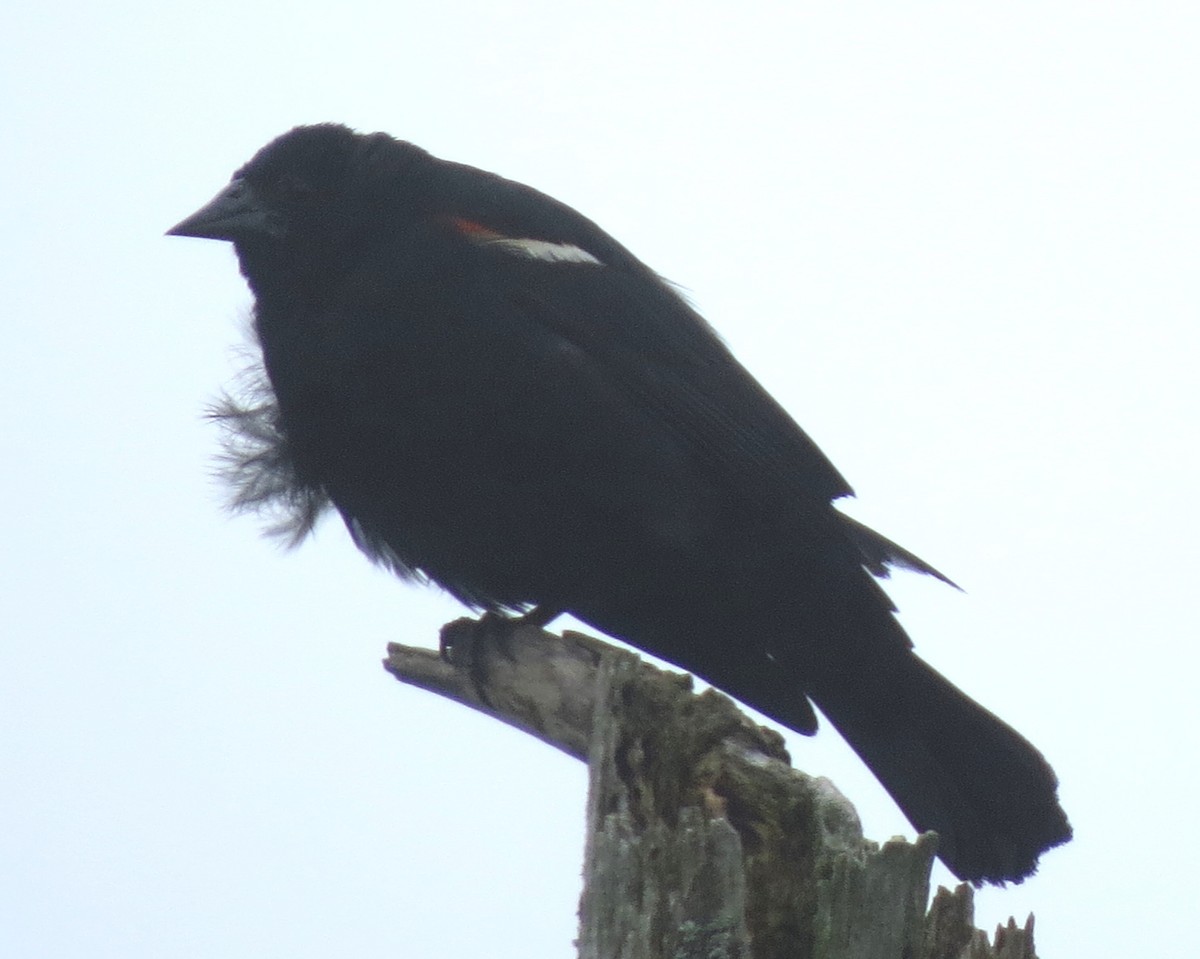 Red-winged Blackbird - ML621134342