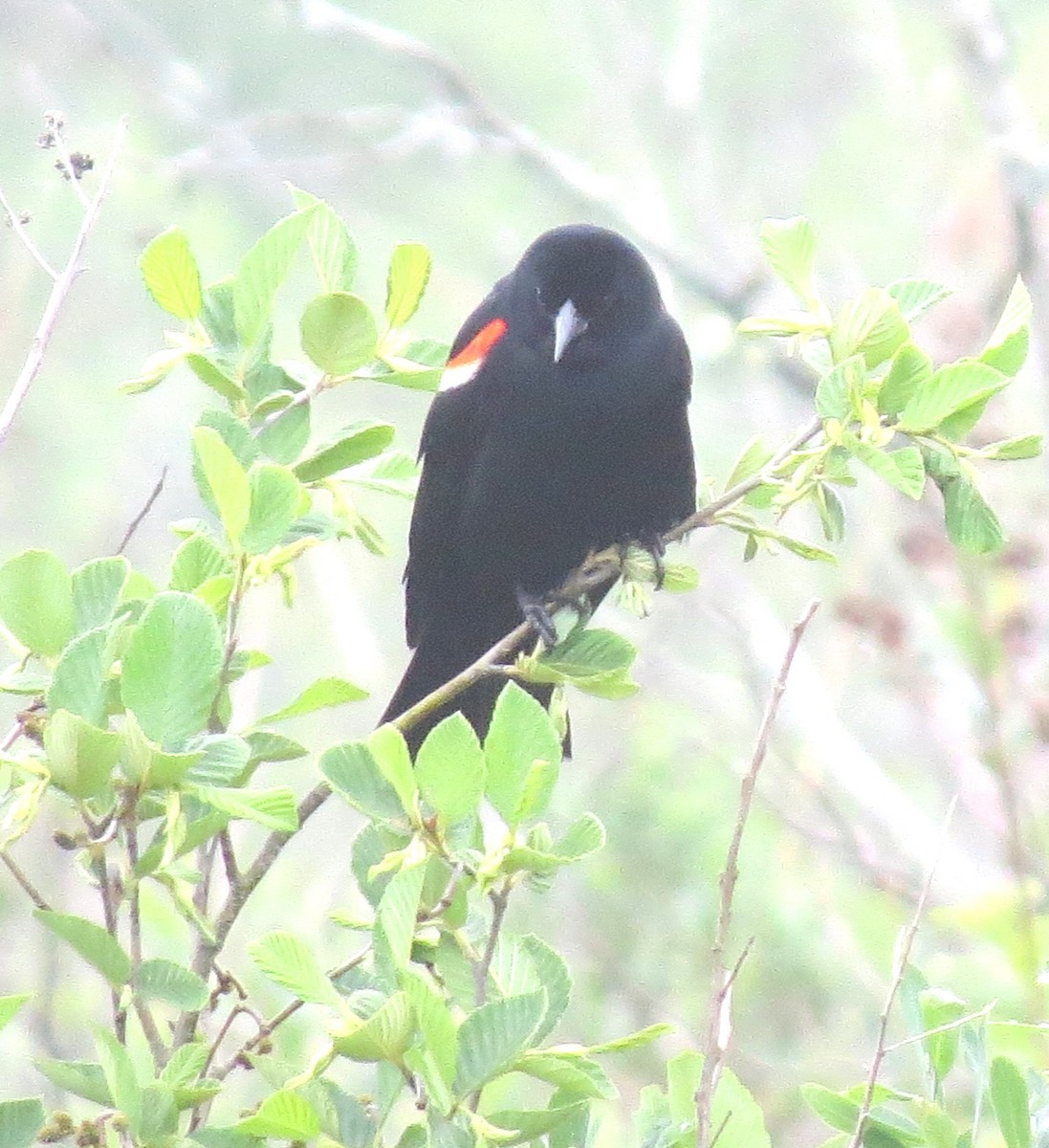Red-winged Blackbird - ML621134379